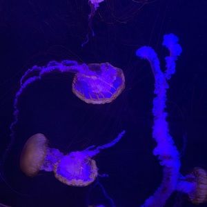 Meet your Posher, Aubrey